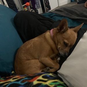 Meet your Posher, Tasha